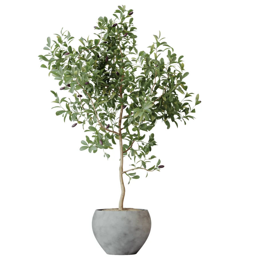 AV Indoor Plants Set 524 Pachira Ficus Dracaena Cactus Image 8
