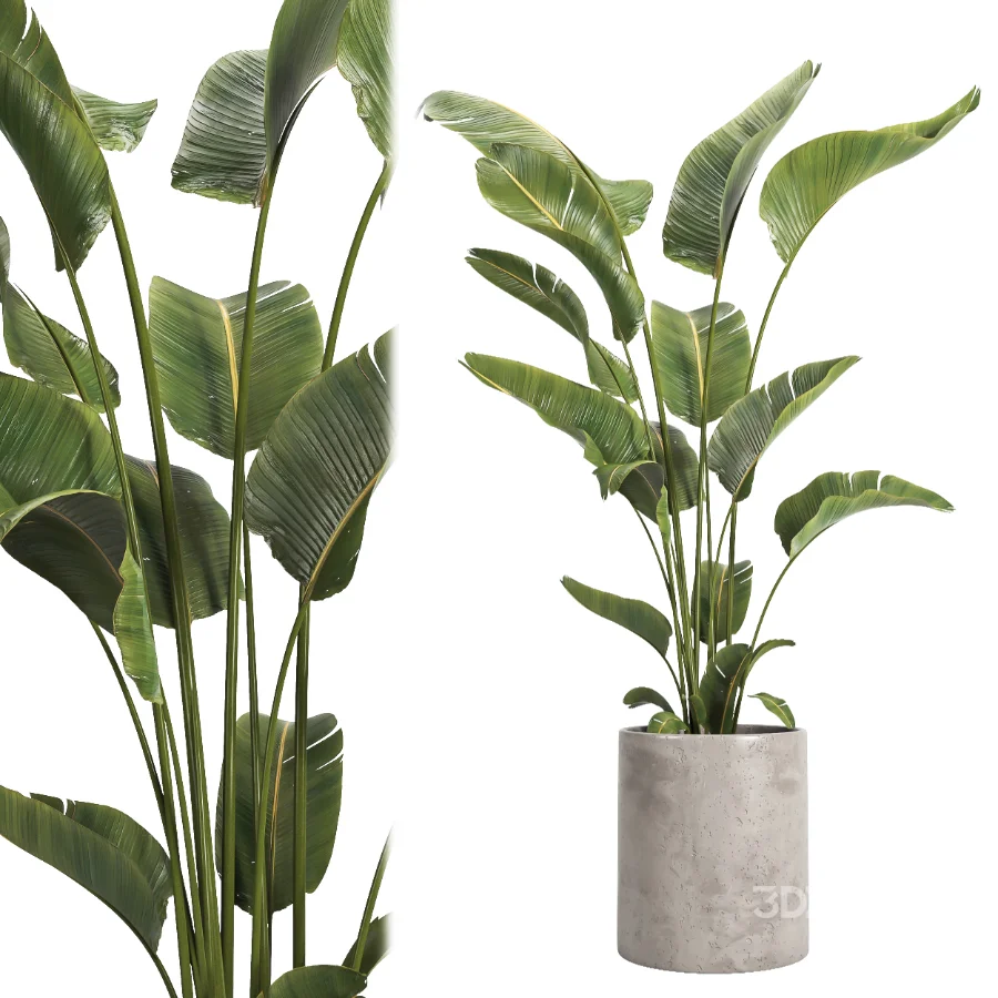 indoor plant 067 Image 3