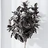 AV Indoor Plants Set 486 Rubber Ficus Elastica Abidjan Melany - Thumbnail 8