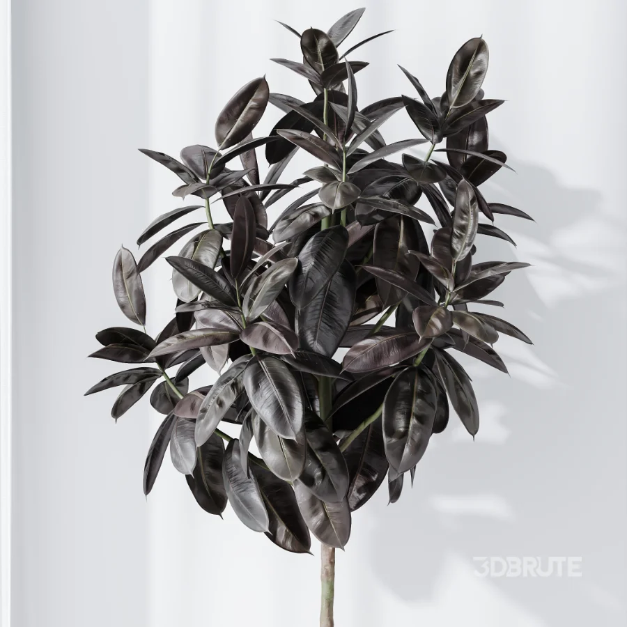 AV Indoor Plants Set 486 Rubber Ficus Elastica Abidjan Melany Image 8