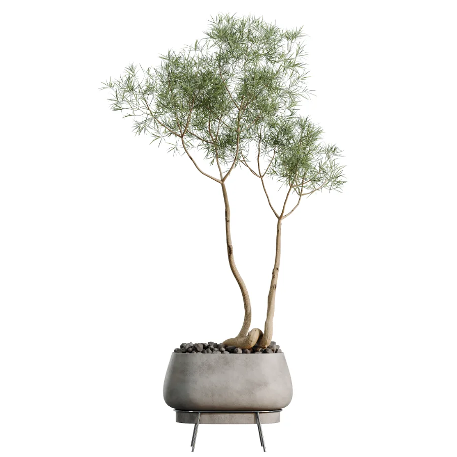 AV Indoor Plants Set 524 Pachira Ficus Dracaena Cactus Image 1