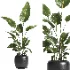 indoor plant 061 - Thumbnail 4