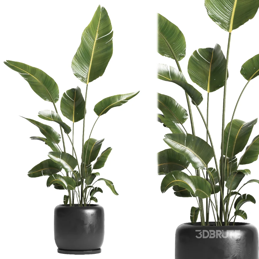 indoor plant 061 Image 4