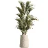 AV Indoor Plants Set 480 Olive Palm ParadiseBird Yucca - Thumbnail 2