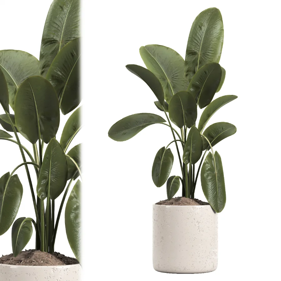 indoor plant 048 Image 3