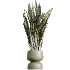 AV Indoor Plants Set 473 Spineless Yucca and Calathea Lutea and Snake Sansevieria and Olive Indoor Tree - Thumbnail 4