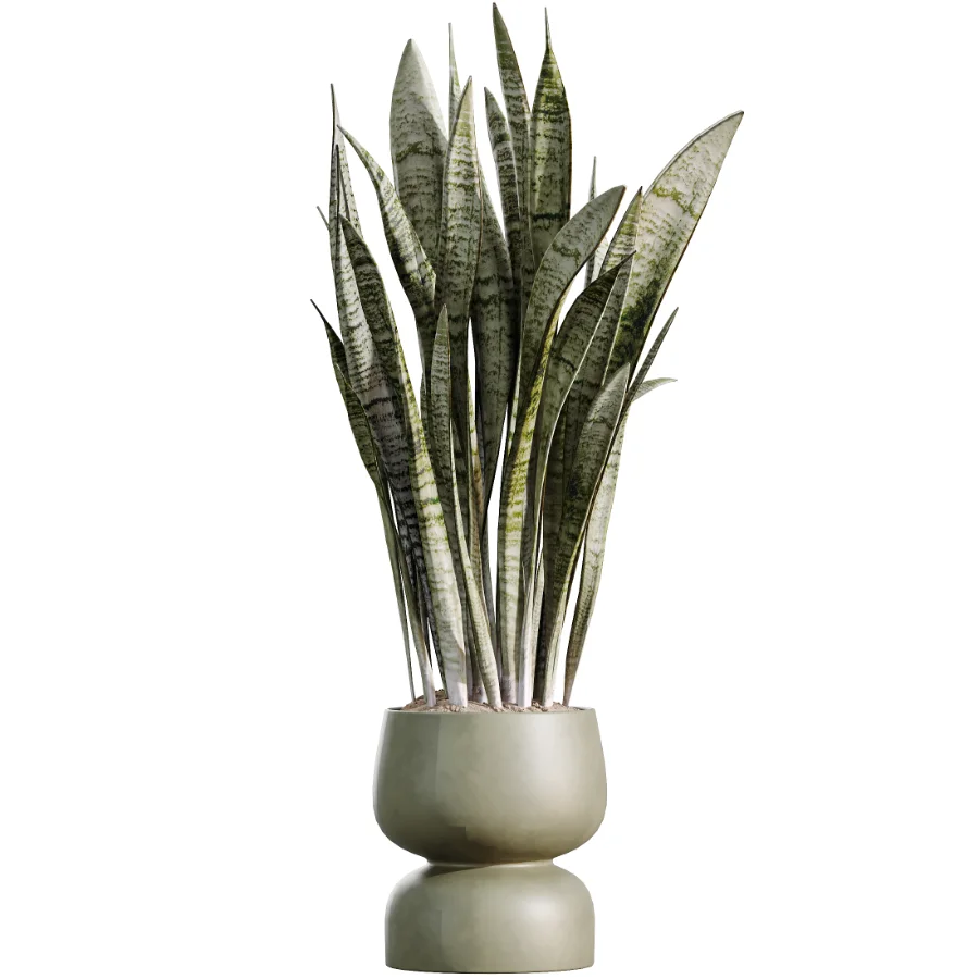 AV Indoor Plants Set 473 Spineless Yucca and Calathea Lutea and Snake Sansevieria and Olive Indoor Tree Image 4