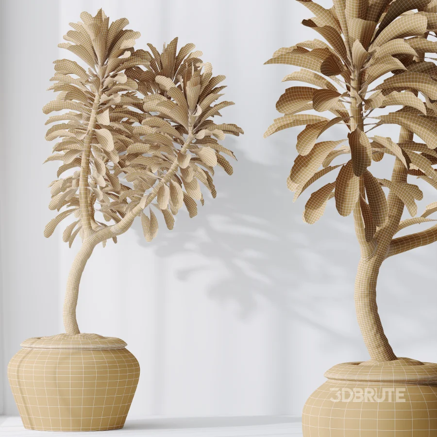 AV Indoor Plants Set 477 Elegant Monstera and Peace Lily and Chemlali Olive and Euphorbia Drupifera and Cat Reed Palm Image 10