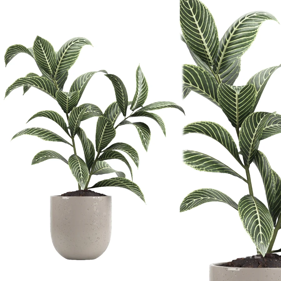 indoor plant 080 Image 2