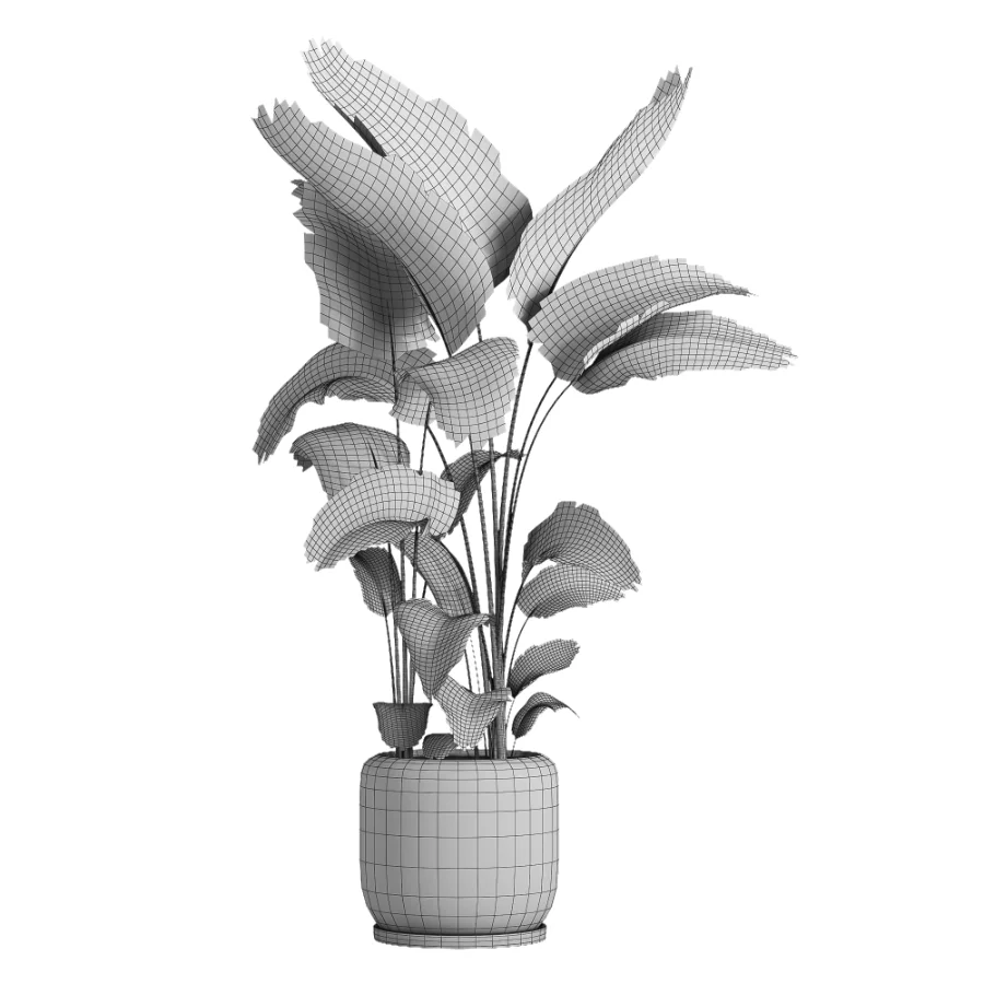 indoor plant 056 Image 5