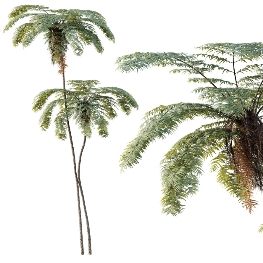 AV Plant Sphaeropteris Lepifera Palm Tree 01 Image 1