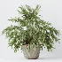AV Indoor Plants Set 523 Areca Palm Olive Euphorbia Cyara - Thumbnail 2