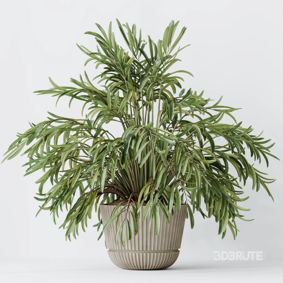 AV Indoor Plants Set 523 Areca Palm Olive Euphorbia Cyara Image 2