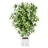 Ficus lyrata - Thumbnail 3