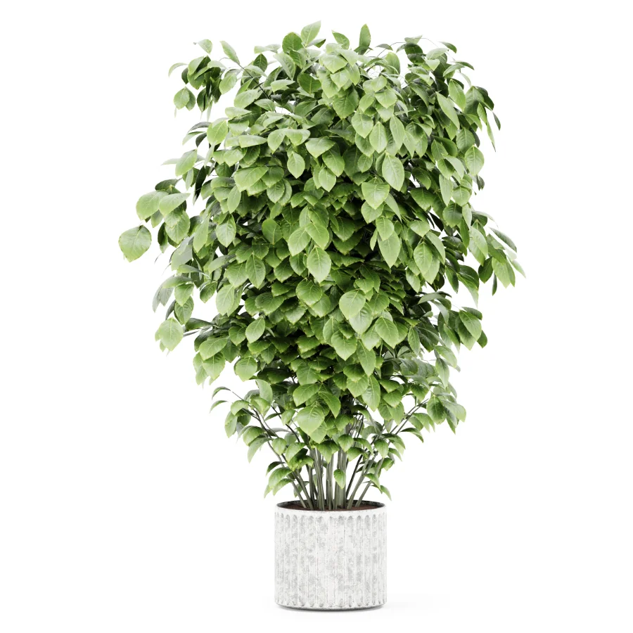 Ficus lyrata Image 3