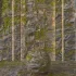 Rock Rough Moss - Thumbnail 1