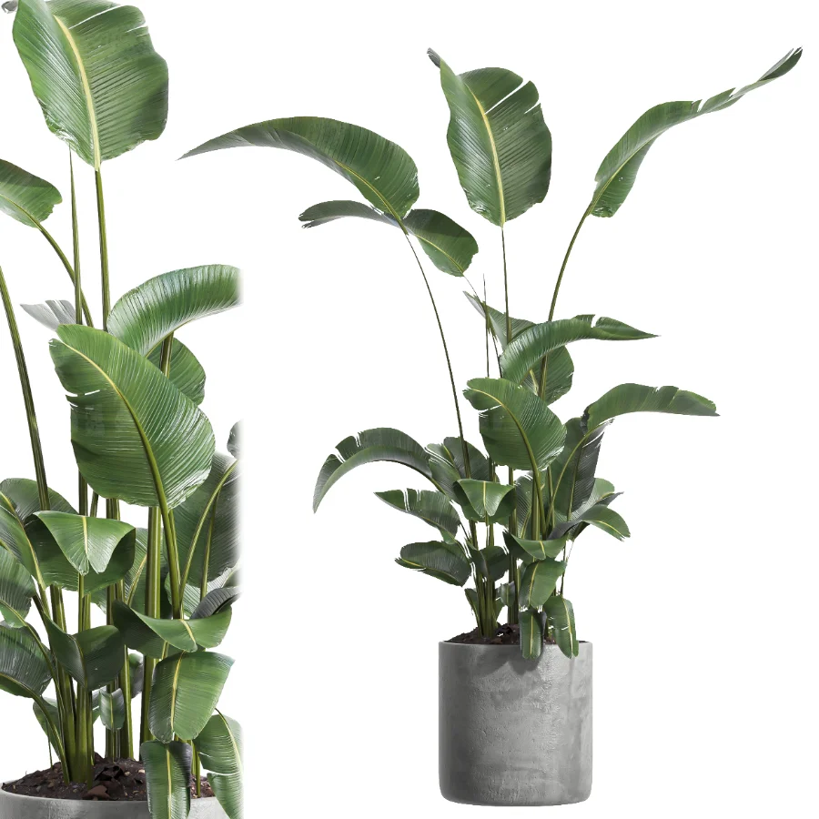 indoor plant 064 Image 3