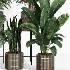 Indoor Plant Collection 006 - Thumbnail 4