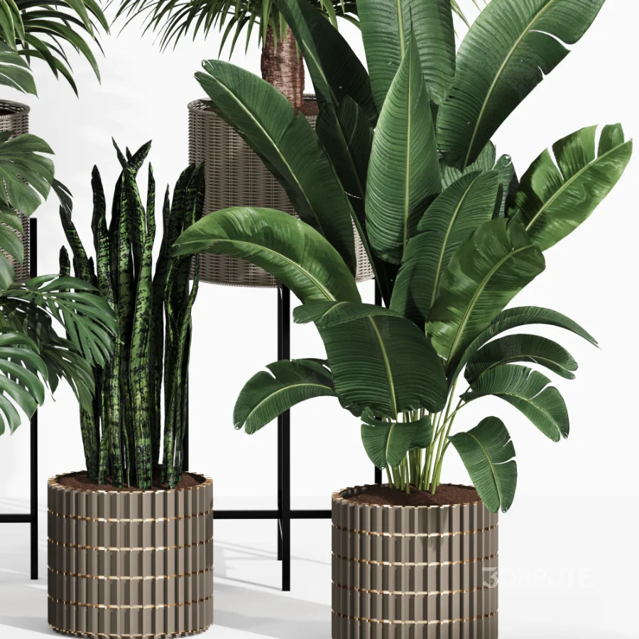 Indoor Plant Collection 006 Image 4