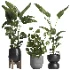 indoor plant 066 - Thumbnail 1