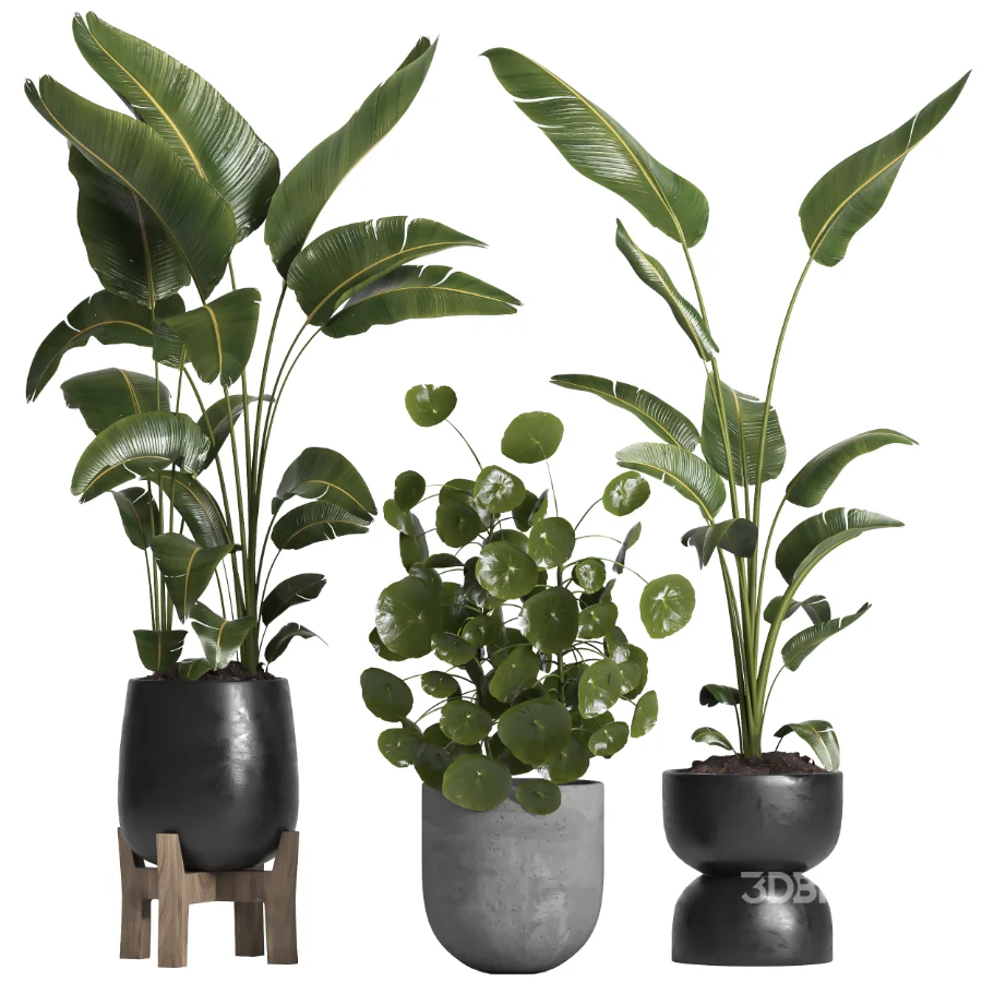 indoor plant 066 Image 1