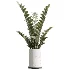 AV Indoor Plants Set 476 Yucca Elephantipes and Olive Tree and Zamioculcas Zamiifolia and Peace Lily - Thumbnail 3