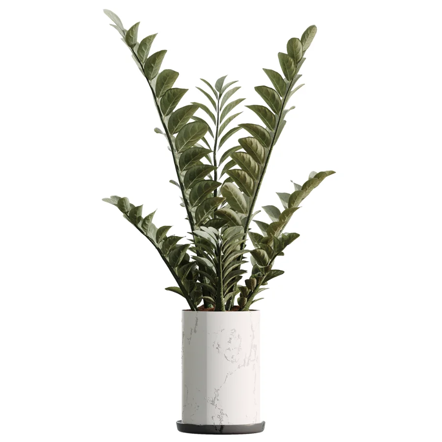 AV Indoor Plants Set 476 Yucca Elephantipes and Olive Tree and Zamioculcas Zamiifolia and Peace Lily Image 3