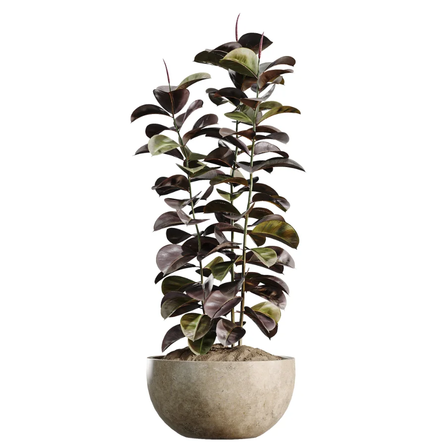 AV Indoor Plants Set 486 Rubber Ficus Elastica Abidjan Melany Image 4
