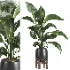 indoor plant 054 - Thumbnail 1