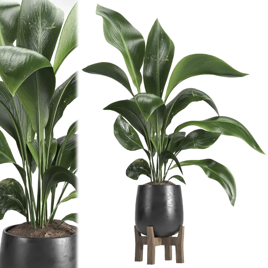 indoor plant 054 Image 1