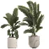 indoor plant 048 - Thumbnail 1