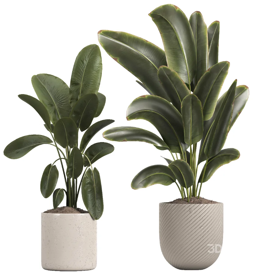 indoor plant 048 Image 1