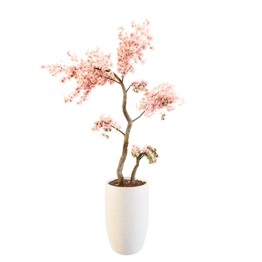 Sakura Breeze Image 3