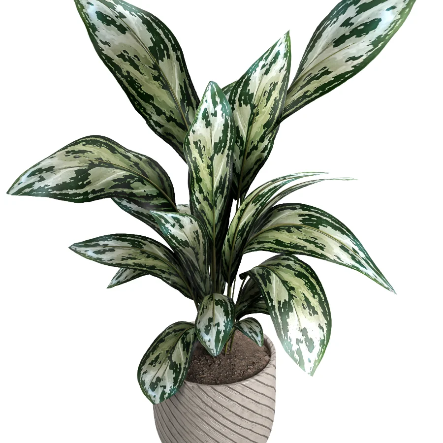 indoor plant 050 Image 3