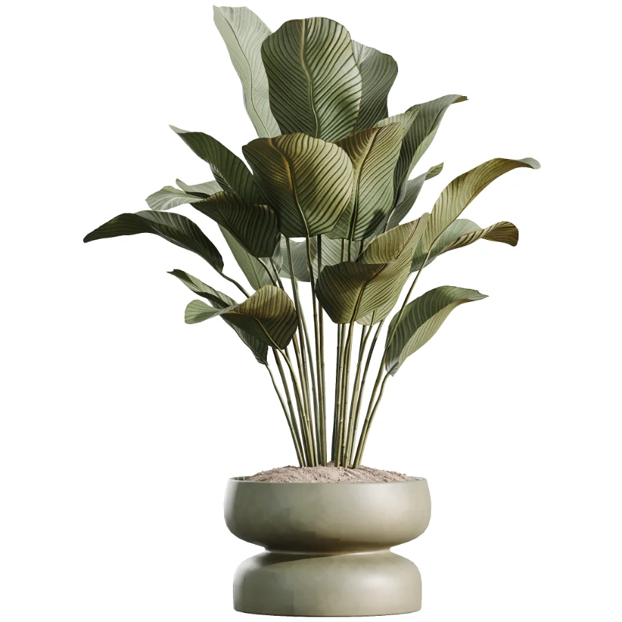 AV Indoor Plants Set 473 Spineless Yucca and Calathea Lutea and Snake Sansevieria and Olive Indoor Tree Image 5