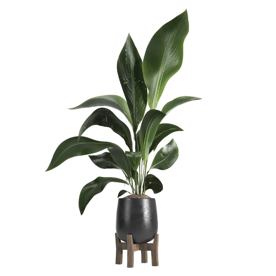 indoor plant 054 Image 3