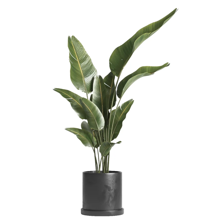 indoor plant 068 Image 2