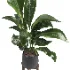 indoor plant 054 - Thumbnail 4