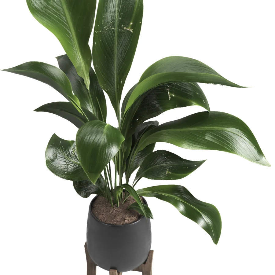 indoor plant 054 Image 4