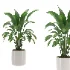 indoor-plant-003 - Thumbnail 2