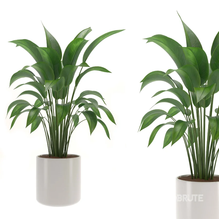 indoor-plant-003 Image 2