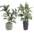 indoor plant 080 - Thumbnail 3