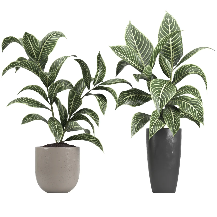 indoor plant 080 Image 3