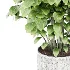 Ficus lyrata - Thumbnail 4