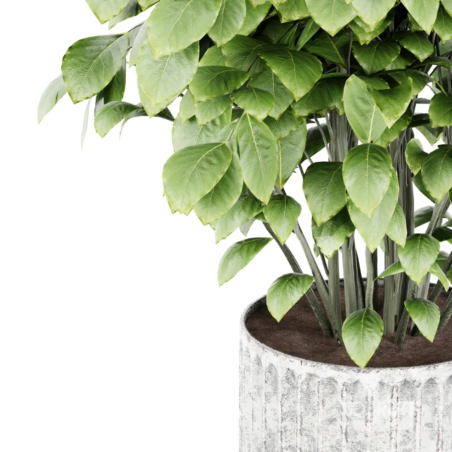 Ficus lyrata Image 4