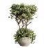 AV Indoor Plants Set 483 Zamiifolia Olive ParadiseBird Orange Tree - Thumbnail 6