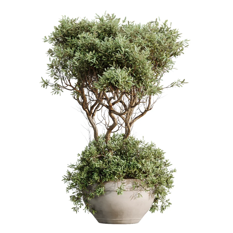 AV Indoor Plants Set 483 Zamiifolia Olive ParadiseBird Orange Tree Image 6