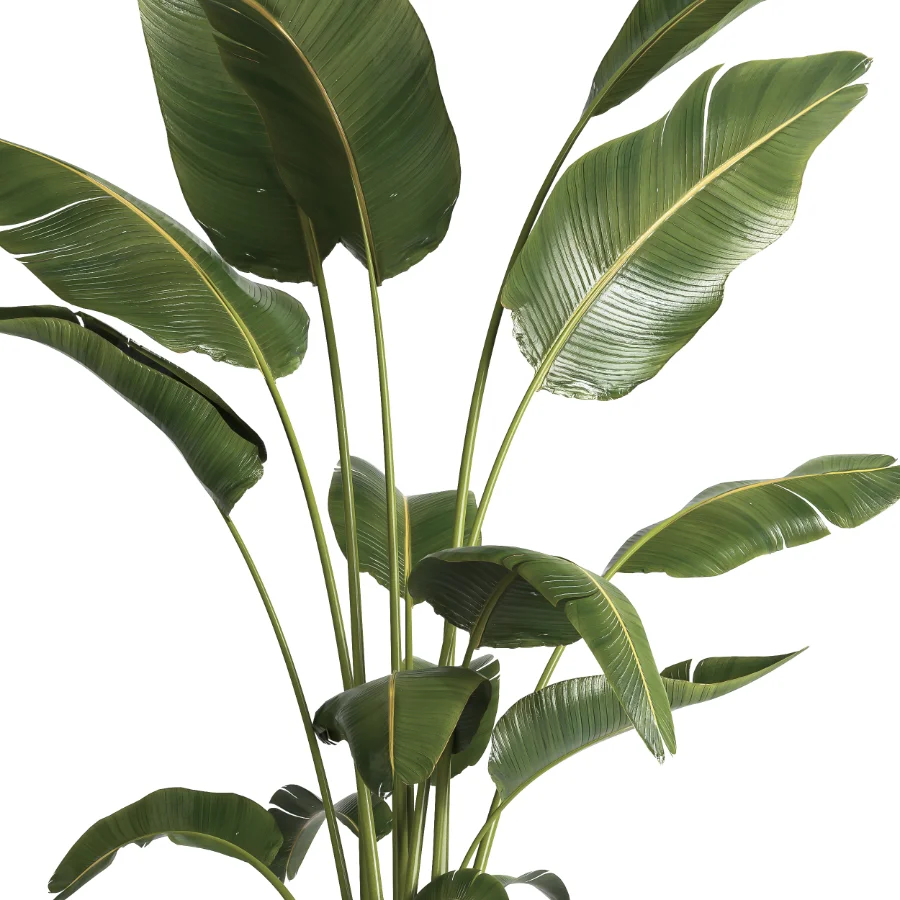 indoor plant 065 Image 3