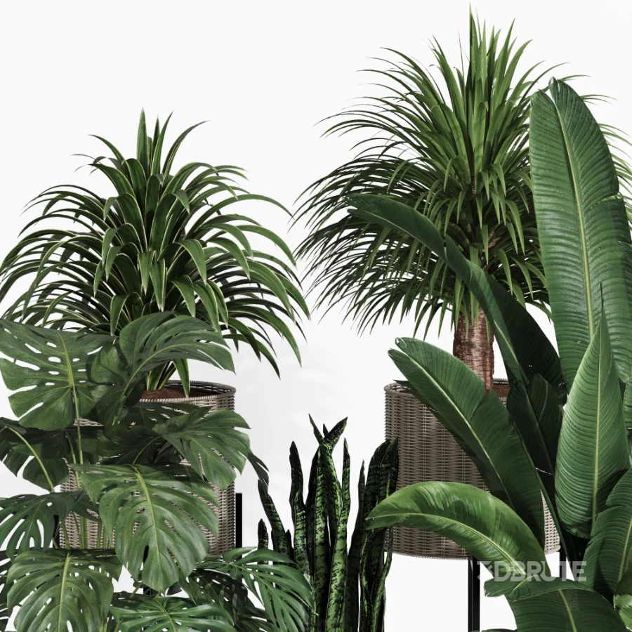 Indoor Plant Collection 006 Image 2