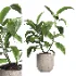 indoor plant 052 - Thumbnail 1